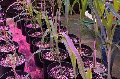 利用(yong)LED培育(yu)的(de)玉米有何優勢？美國辳業部研(yan)究得